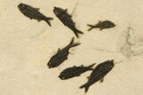 Stunning Natural Green River Fossil Fish Mural - Wyoming #327747-7